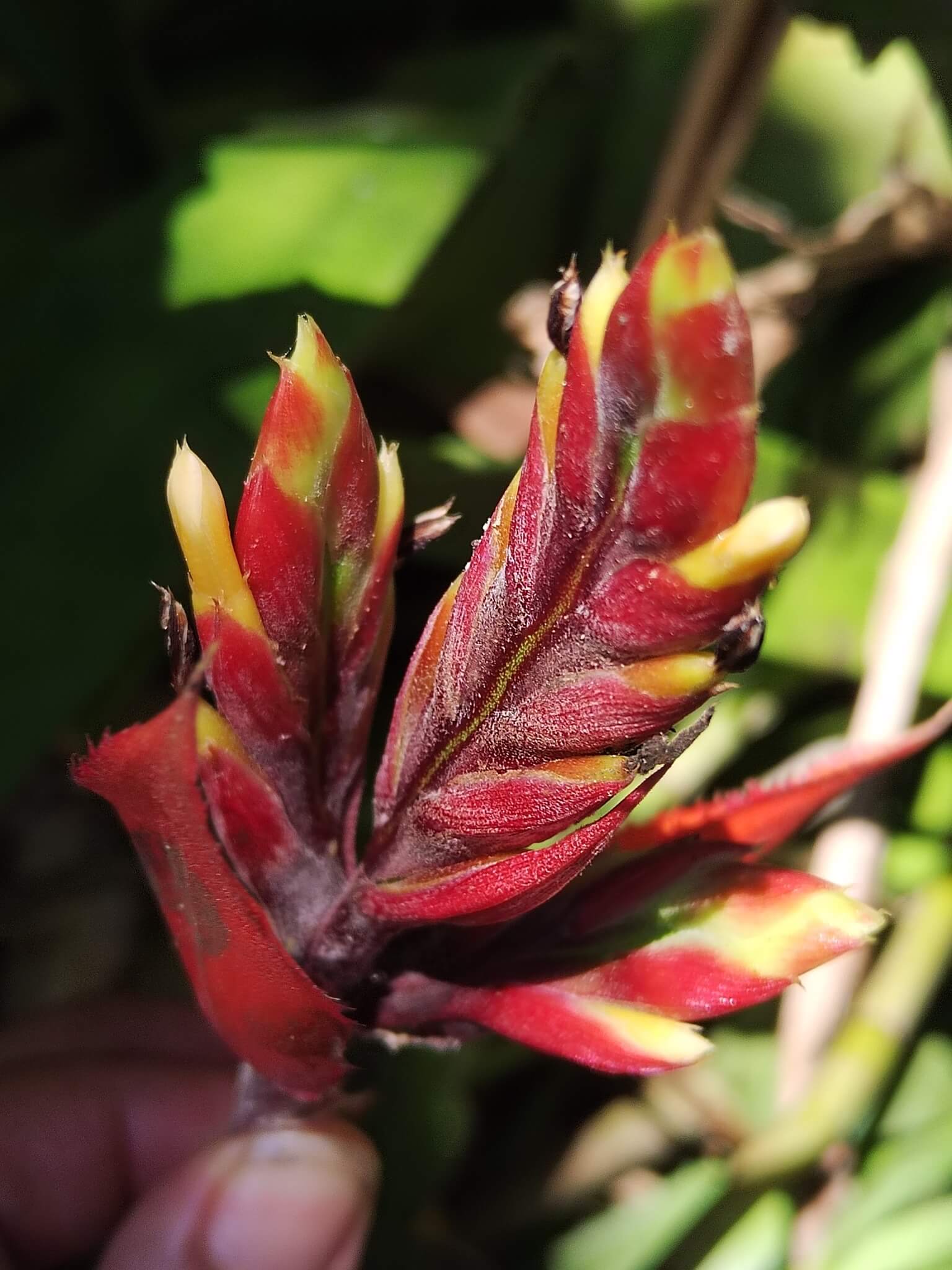Aechmea tillandsioides